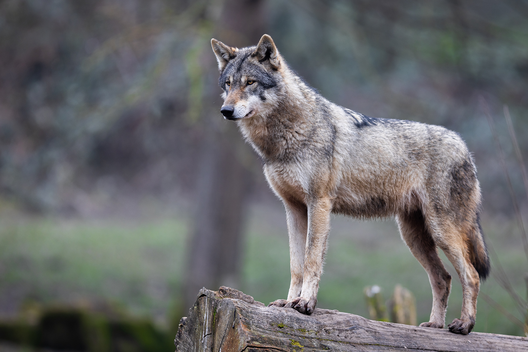 Wolves to Lose Federal Protections in Bill Passed by House